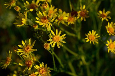 Güzel yaz alan manzara