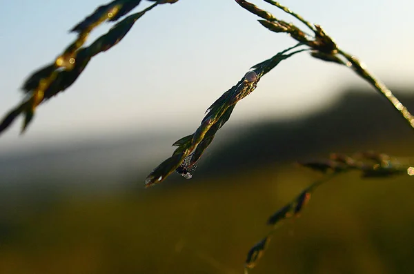 Piękny Letni Pejzaż Pole — Zdjęcie stockowe