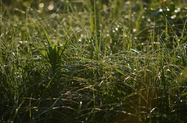 Beau Paysage Champ Été — Photo