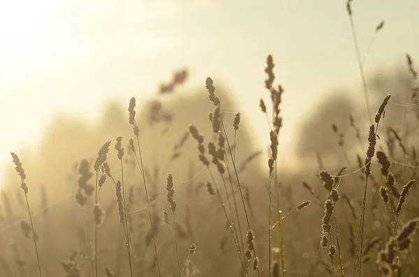 Beautiful Summer Field Landscape Stock Photo