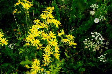 güzel yaz alan çiçek