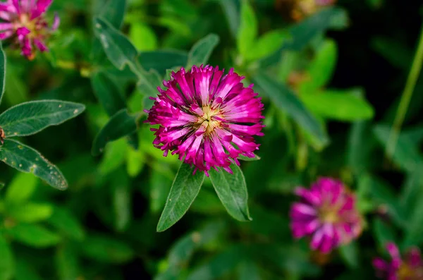 Mooie Zomerse Veld Bloem — Stockfoto