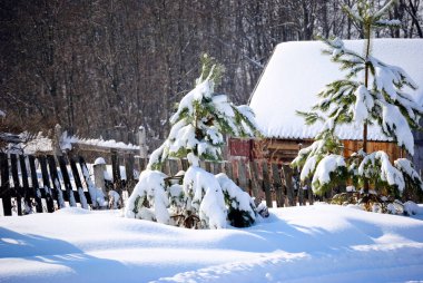 Ormanda güzel kış