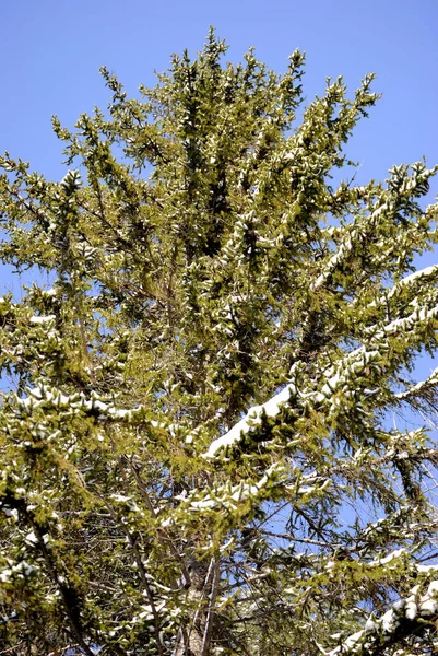 Vackra Vinter Skogen — Stockfoto