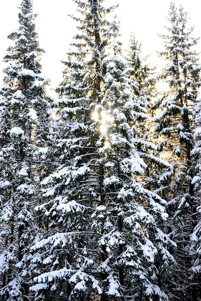 Belo Inverno Floresta — Fotografia de Stock