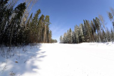 Ormanda güzel kış