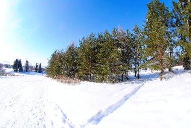 Ormanda güzel kış