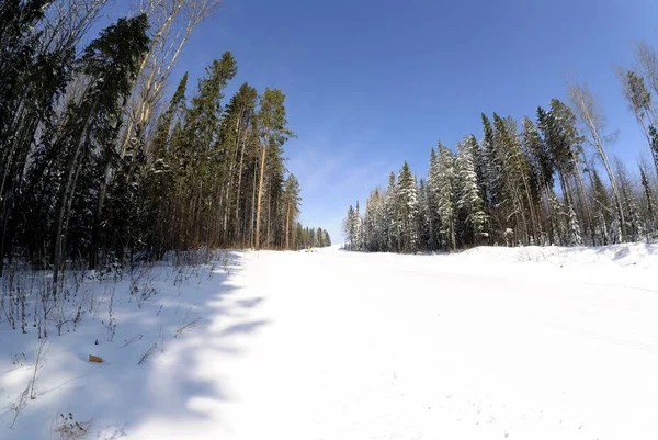 Ormanda güzel kış