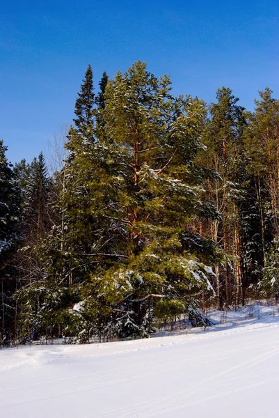 Ormanda Güzel Kış — Stok fotoğraf