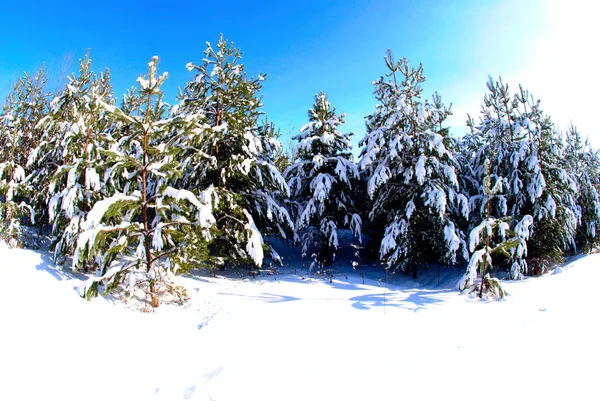 Όμορφο Χειμώνα Στο Δάσος — Φωτογραφία Αρχείου
