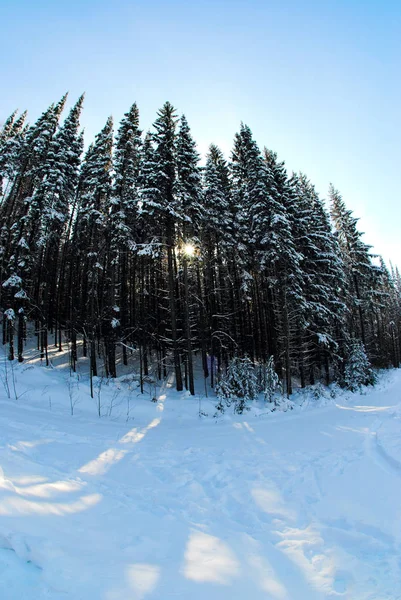 Beautiful Winter Forest — Stock Photo, Image