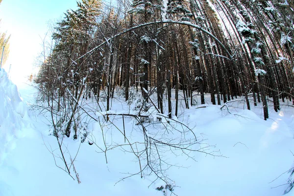 Belo Inverno Floresta — Fotografia de Stock