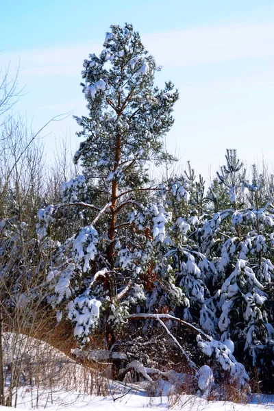 Vackra Vinter Skogen Stockbild