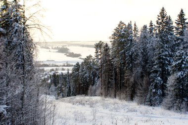 Ormanda güzel kış