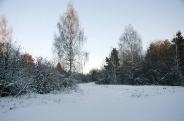 Ormanda güzel kış