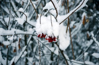 Ormanda güzel kış