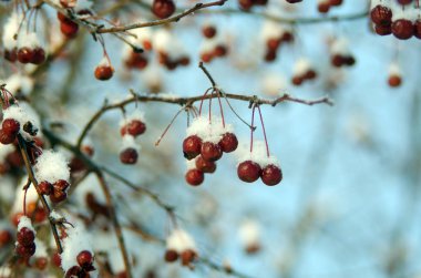 Ormanda güzel kış