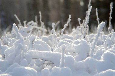 Ormanda güzel kış