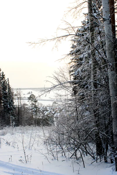 Ormanda Güzel Kış — Stok fotoğraf