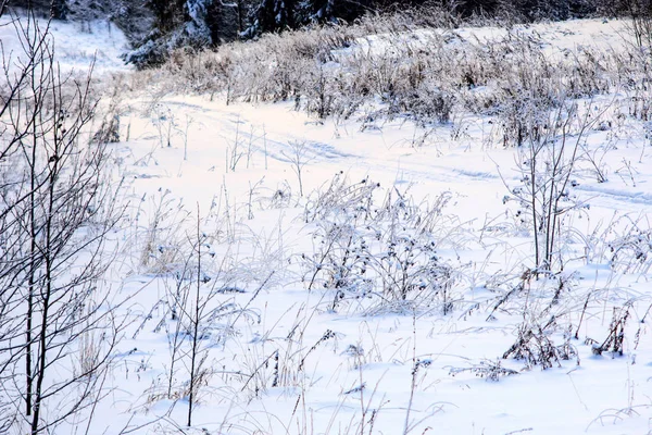 Belo Inverno Floresta — Fotografia de Stock