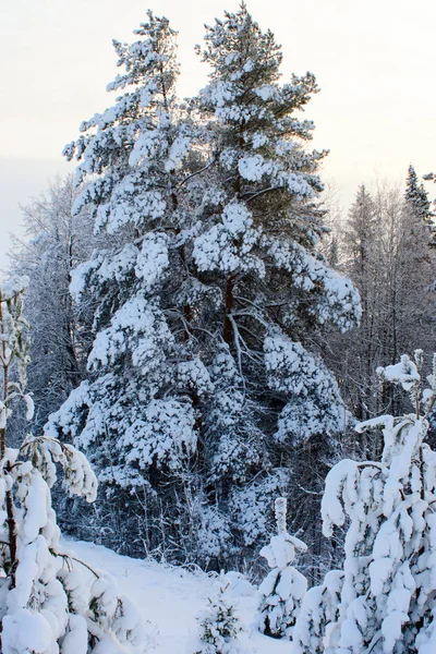 在森林里美丽的冬天 — 图库照片