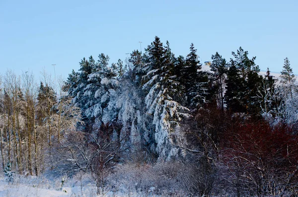 Belo Inverno Floresta — Fotografia de Stock