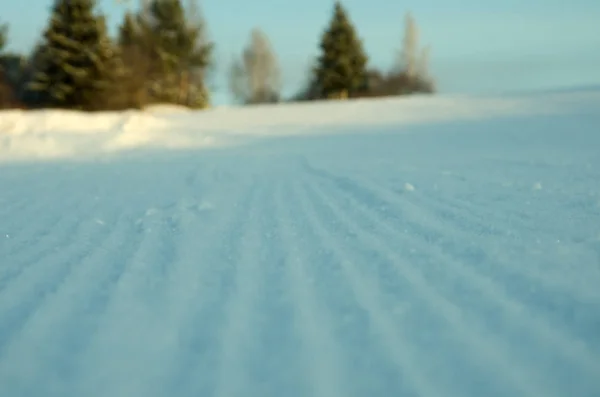 Beautiful Winter Forest — Stock Photo, Image