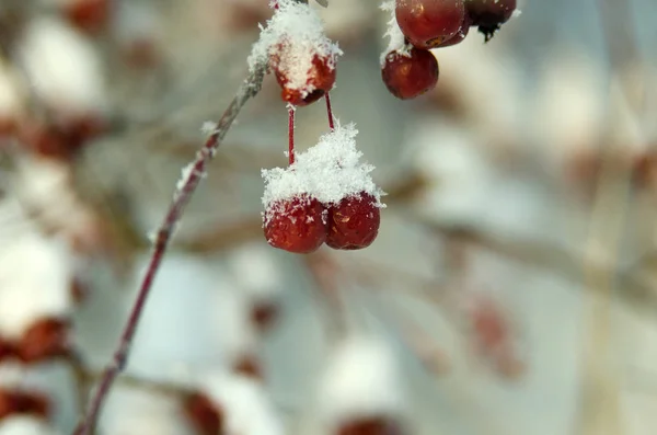 Beautiful Winter Forest — Stock Photo, Image