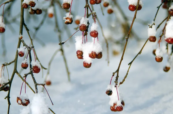 Beautiful Winter Forest — Stock Photo, Image