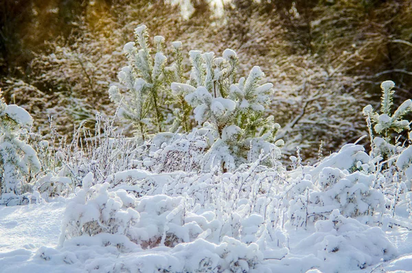 Schöner Winter Wald — Stockfoto