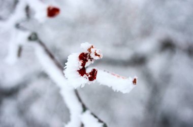 Ormanda güzel kış