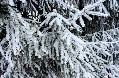 Ormanda güzel kış