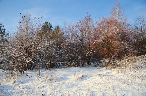 Belo Inverno Floresta — Fotografia de Stock