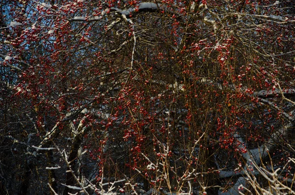 Bel Hiver Dans Forêt — Photo