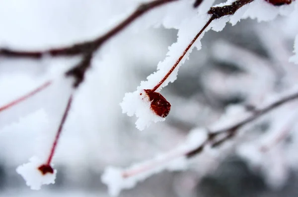 Прекрасная Зима Лесу — стоковое фото