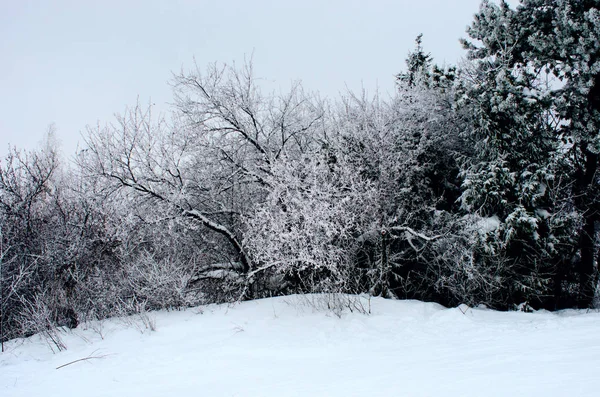 Gyönyörű Téli Erdőben — Stock Fotó