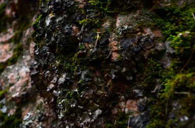 güzel kış dağ doğa