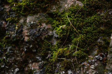 güzel kış dağ doğa