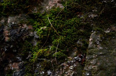 güzel kış dağ doğa