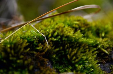 güzel kış dağ doğa