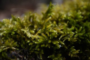 güzel kış dağ doğa