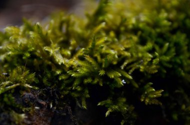 güzel kış dağ doğa