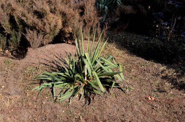 Güzel kış dağ manzarası