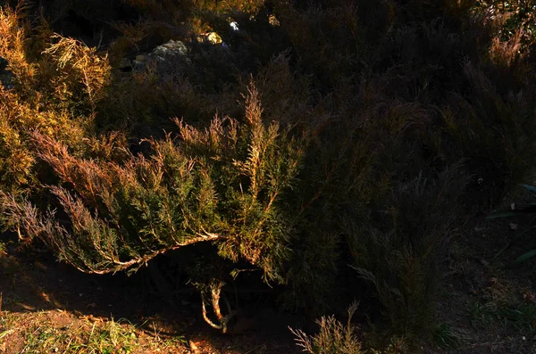 Prachtig Winter Berglandschap — Stockfoto