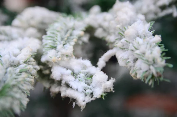 Beautiful Winter Mountain Vegetation — Stock Photo, Image