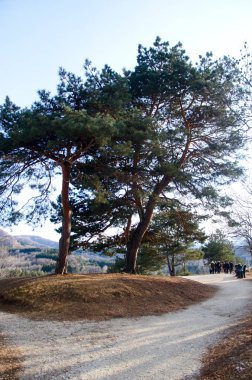 güzel kış dağ bitki örtüsü