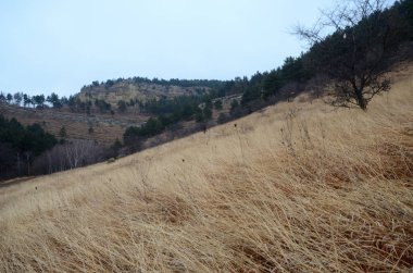 güzel kış dağ bitki örtüsü