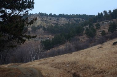 güzel kış dağ bitki örtüsü