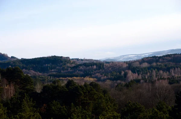 Bela Vegetação Montanha Inverno — Fotografia de Stock