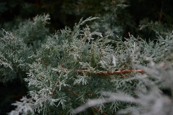 Красивая Зимняя Горная Растительность — стоковое фото